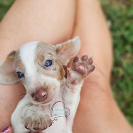 Allie smooth dapple pie girl - Dapple female Dachshund puppy in Herald, California from Bluegum Dachshunds