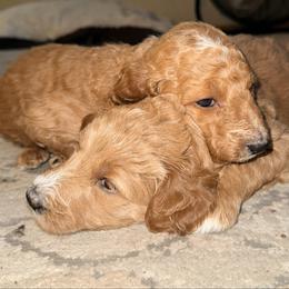 Corra - blue collar - Apricot female Goldendoodle puppy in Puyallup, Washington from Dawnie’s Doodles