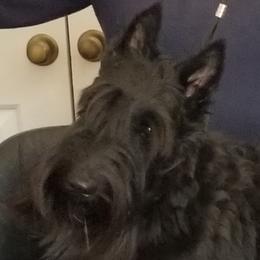Eowyn - Scottish Terrier