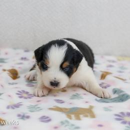 Cheers - Black tri-color female Australian Shepherd puppy in Lakewood, California from Cloud Nine Kennel