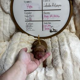 Hen - yellow collar - Yellow female Labrador Retriever puppy in Troy, South Carolina from Wicked Flyer Retrievers
