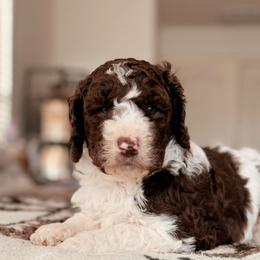 Pinto, Boy - Brown and white male Bernedoodle puppy in Maricopa, Arizona from Desert Ridge Doodles