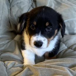 Great Smoky - Black and tan Pembroke Welsh Corgi puppy in Lima, New York from Hickory Springs Corgis