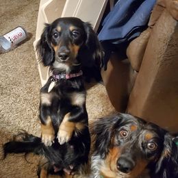 Dachshunds from Catie's Doxies