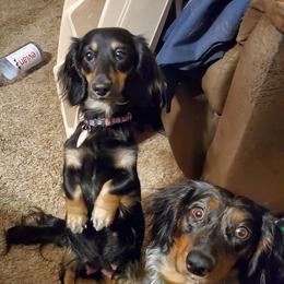 Dachshunds from Catie's Doxies