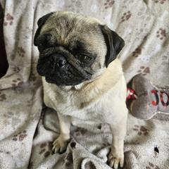 Honey - Pug