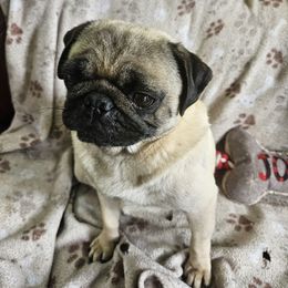 Honey - Pug