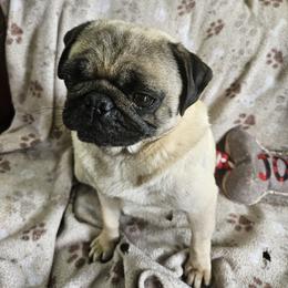 Honey - Pug