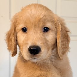 Basil (Black Collar) - Dark golden male Golden Retriever puppy in Jefferson, Iowa from New Beginnings Acres