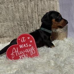 Blue collar - Black and tan male Dachshund puppy in New Jersey from Bergamo’s  Dachshunds