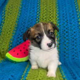 WINONA - Sable female Pembroke Welsh Corgi puppy in Ritzville, Washington from Sapphire Iris Corgis