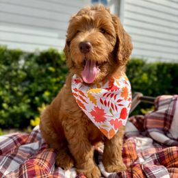 Chestnut (Green Collar Boy) - Red  male Goldendoodle puppy in De Land, Florida from Rezapour Doodle Estate