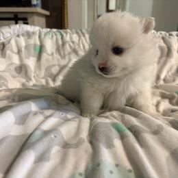 Hoops - White male Pomeranian puppy in Rhode Island from Heartfelt Kennels