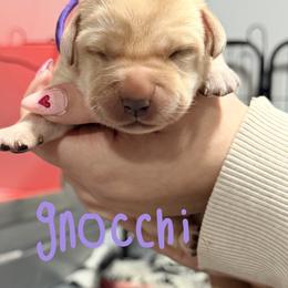 Purple Collar - Black female Labrador Retriever puppy in Manchester, Maryland from TMK Labradors