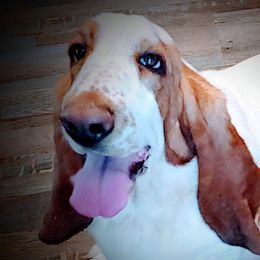 Liza Girl - Basset Hound