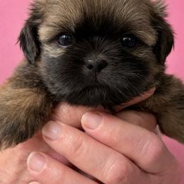 Reba - Red female Shih Tzu puppy in Tallahassee, Florida from Bows and Bow Ties