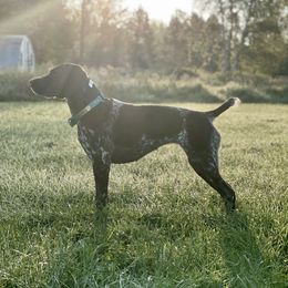 Ember - German Shorthaired Pointer