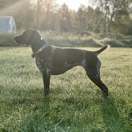 Ember - German Shorthaired Pointer