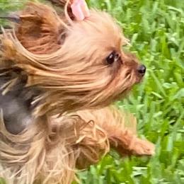 Paris - Yorkshire Terrier