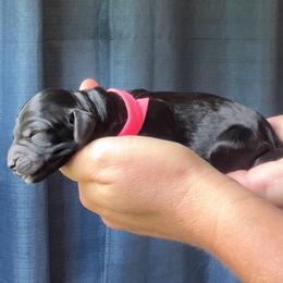 Pink Collar - Phantom female Goldendoodle puppy in Ocala, Florida from Dandy Doodles