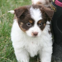 Hartley - Red tri female Miniature Australian Shepherd puppy in Fairview, South Dakota from Dakota Toy Aussies