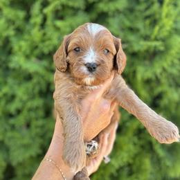 Cavapoo Puppies from Columbia Basin Puppies