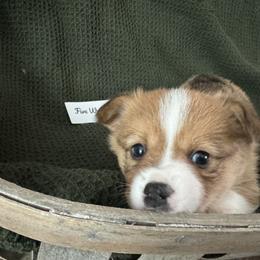Pembroke Welsh Corgi Puppies from C & C Colorado Corgis