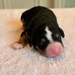 Jigger - Tri-color female Bernedoodle puppy in Royse City, Texas from Platinum Bernedoodles of Texas