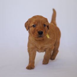 Golden Retriever Puppies from Golden Wiggle Retrievers
