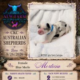 Morticia - Blue merle female Australian Shepherd puppy in Citra, Florida from AEW Farm