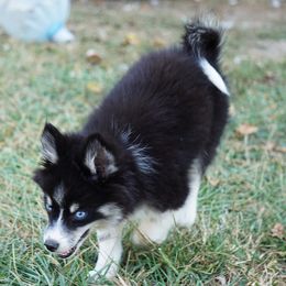 Pomsky, Shetland Sheepdog, and Toy Shetland Sheepdog Puppies from Mountain High Kennels
