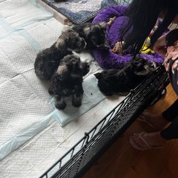 Miniature Schnauzer Puppies from Kani Miniature Schnauzers