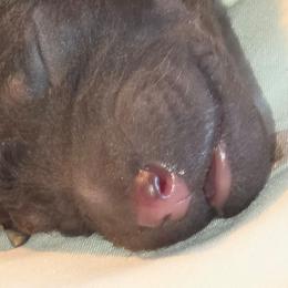 Derek - Phantom male Poodle puppy in Crewe, Virginia from Whispering Woods Farms LLC