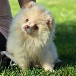 Theo - Cream male Pomeranian puppy in Los Angeles, California from Pommies of LA