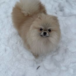 Dolly - Pomeranian