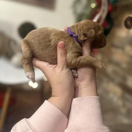 North- purple - Red  female Goldendoodle puppy in Bogue Chitto, Mississippi from Valentine Kennels