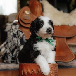 Cheers - Black and white male Sheepadoodle puppy in Vernonia, Oregon from Life Unleashed Farm