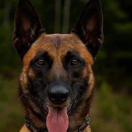 Belgian Malinois and Labrador Retrievers from Riverfront K9