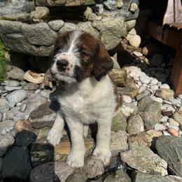 Majesty - Mahogany and white female Saint Berdoodle puppy in Traverse City, Michigan from Bare Paws Saint Berdoodles