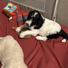 Bernedoodle and Double Doodle Puppies from ETX Dandy Doodle
