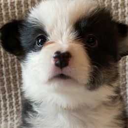 Pembroke Welsh Corgis from Charlee's Corgis