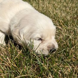 Rose - Light golden female Golden Retriever puppy in Lakeside, Arizona from Tall Pines Goldens