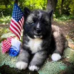 Jet - Agouti and white male Siberian Husky puppy in Union Grove, Alabama from Southern Siberian Life