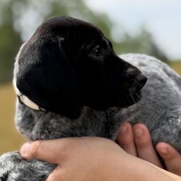 Sandy beige collar - Black roan female German Shorthaired Pointer puppy in Six Mile, South Carolina from The Proper Pointer Co.