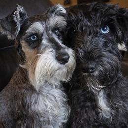 Miniature Schnauzer puppies from The Blue Eyed Schnauzer