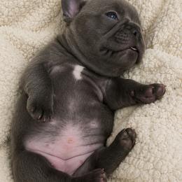 French Bulldog Puppies from SC colored french bulldogs