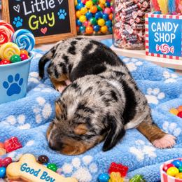 Snickers - Dapple male Dachshund puppy in Williston, Florida from Teenie Weenie Dachshunds
