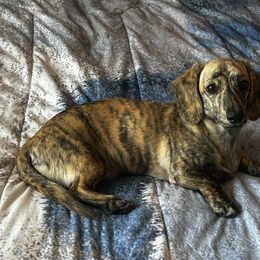 River - Dachshund