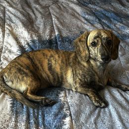 River - Dachshund