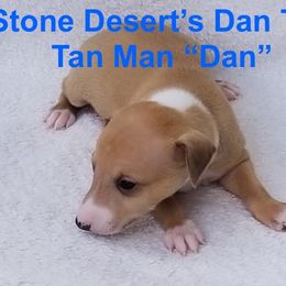Dan - Red fawn male Italian Greyhound puppy in Irving, Texas from Stone Desert Italian Greyhounds